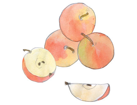 Apples illustration