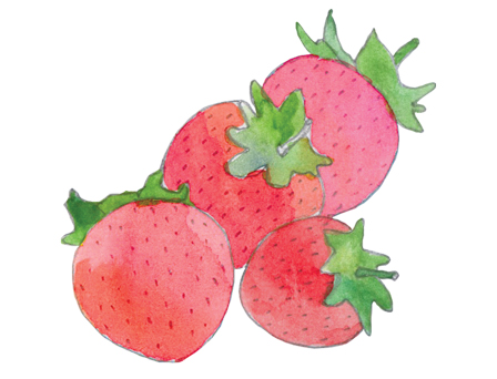 Strawberries illustration